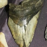 Mikmaq - Megalodon Tooth